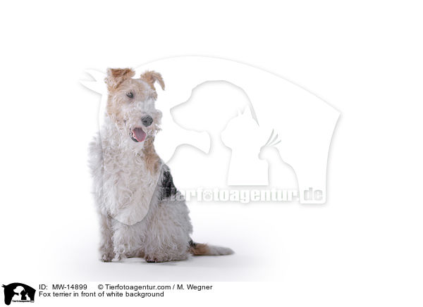 Fox terrier in front of white background / MW-14899