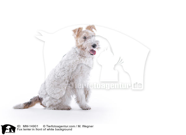Fox terrier in front of white background / MW-14901