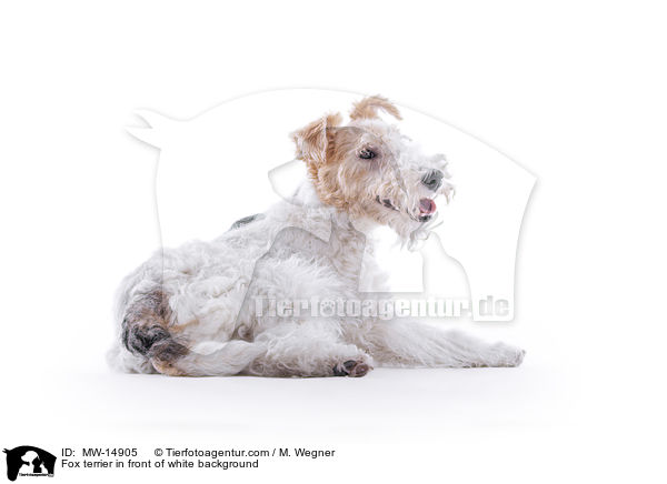 Foxterrier vor weiem Hintergrund / Fox terrier in front of white background / MW-14905