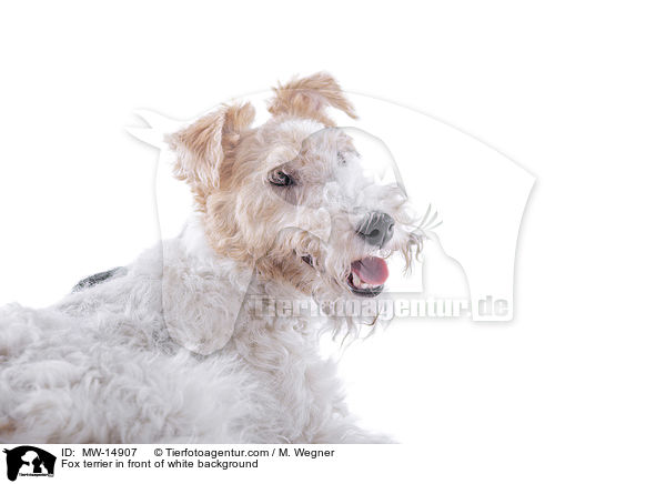 Fox terrier in front of white background / MW-14907