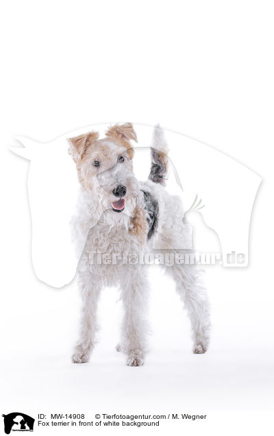 Fox terrier in front of white background / MW-14908