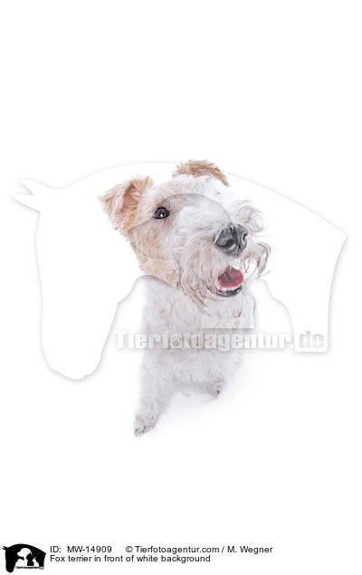 Fox terrier in front of white background / MW-14909