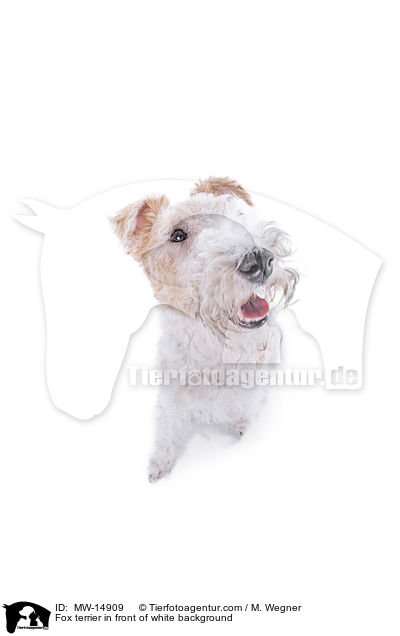 Foxterrier vor weiem Hintergrund / Fox terrier in front of white background / MW-14909