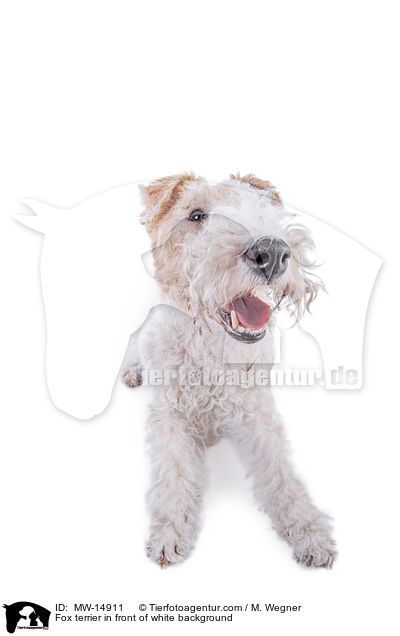 Foxterrier vor weiem Hintergrund / Fox terrier in front of white background / MW-14911