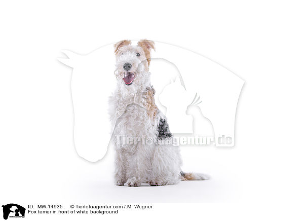 Fox terrier in front of white background / MW-14935