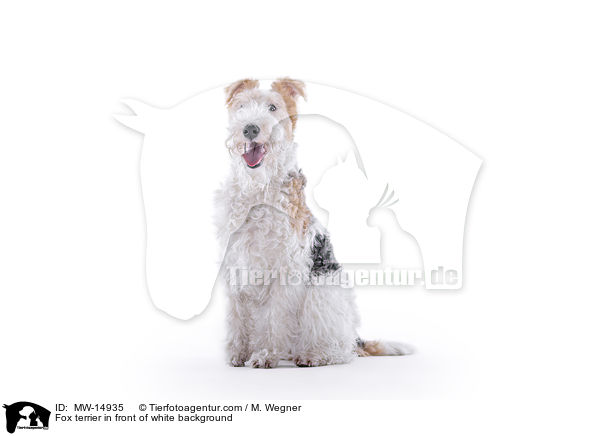 Foxterrier vor weiem Hintergrund / Fox terrier in front of white background / MW-14935