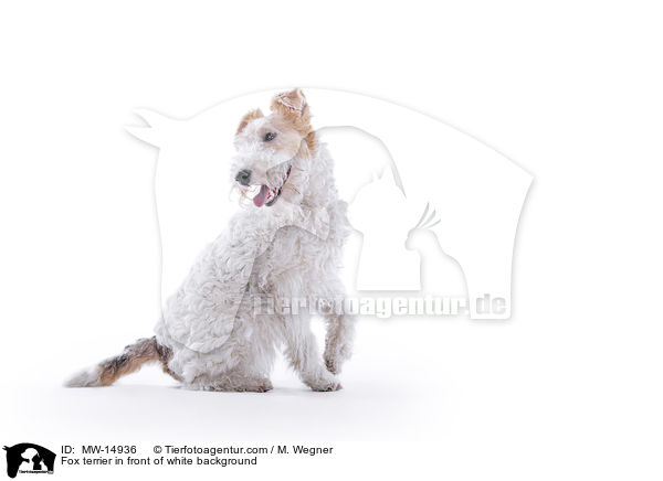 Foxterrier vor weiem Hintergrund / Fox terrier in front of white background / MW-14936