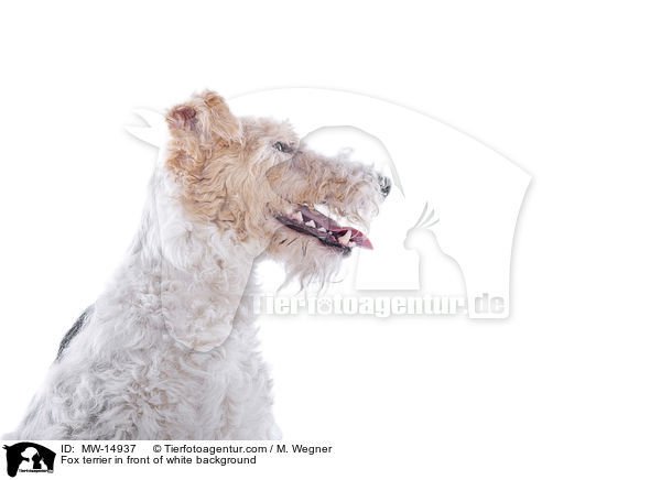 Foxterrier vor weiem Hintergrund / Fox terrier in front of white background / MW-14937