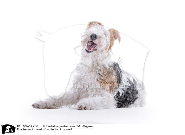 Fox terrier in front of white background / MW-14938
