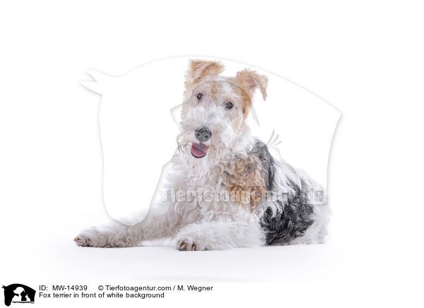Fox terrier in front of white background / MW-14939