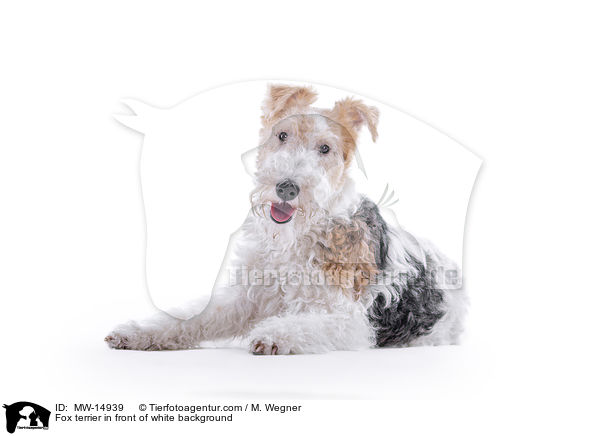 Foxterrier vor weiem Hintergrund / Fox terrier in front of white background / MW-14939