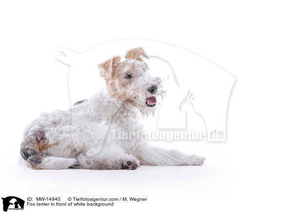 Fox terrier in front of white background / MW-14940