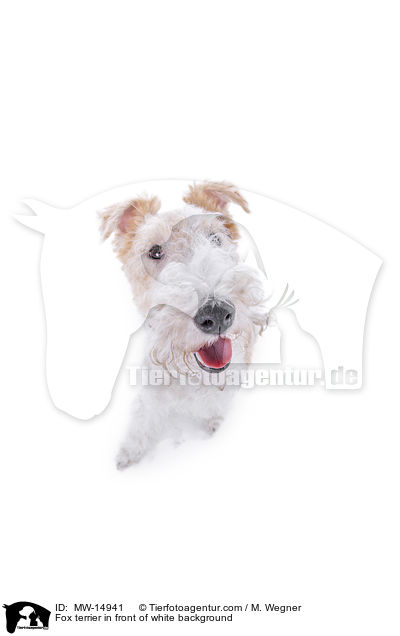 Fox terrier in front of white background / MW-14941