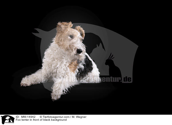 Fox terrier in front of black background / MW-14942