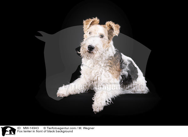Fox terrier in front of black background / MW-14943
