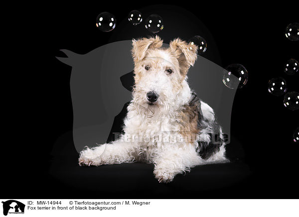 Foxterrier vor schwarzem Hintergrund / Fox terrier in front of black background / MW-14944