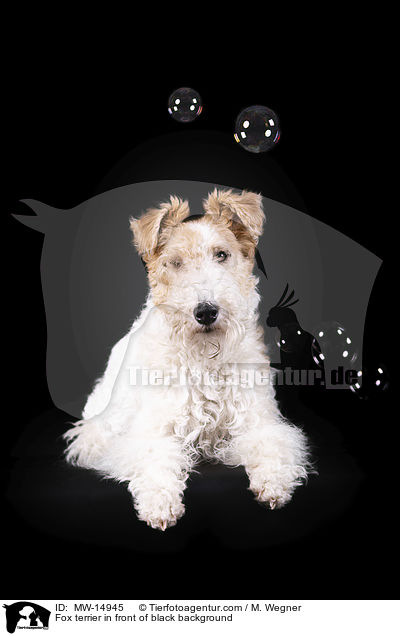 Fox terrier in front of black background / MW-14945