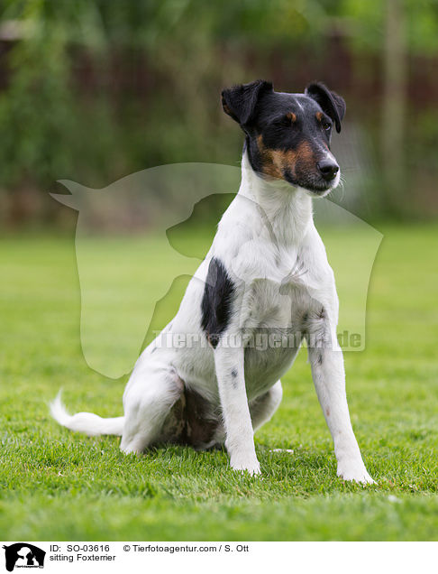 sitting Foxterrier / SO-03616