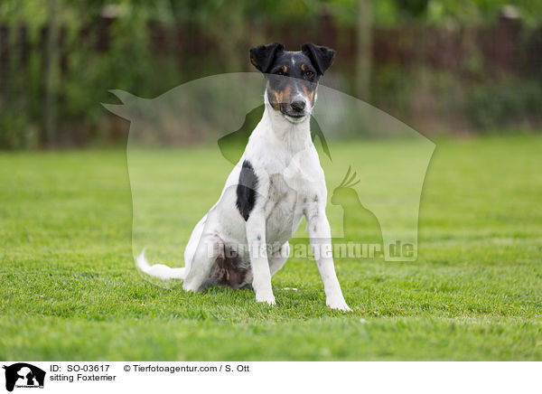 sitting Foxterrier / SO-03617