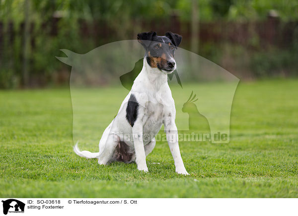 sitzender Foxterrier / sitting Foxterrier / SO-03618