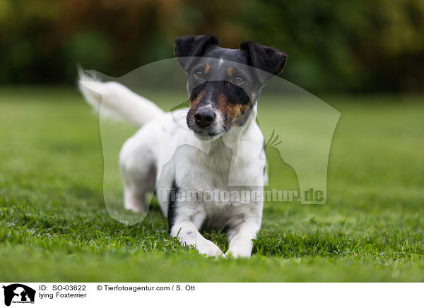 liegender Foxterrier / lying Foxterrier / SO-03622
