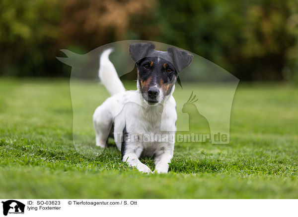 liegender Foxterrier / lying Foxterrier / SO-03623