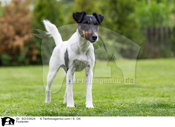 Foxterrier / SO-03624