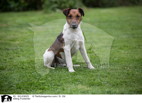 sitzender Foxterrier / sitting Foxterrier / SO-03625