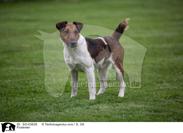 Foxterrier / SO-03628