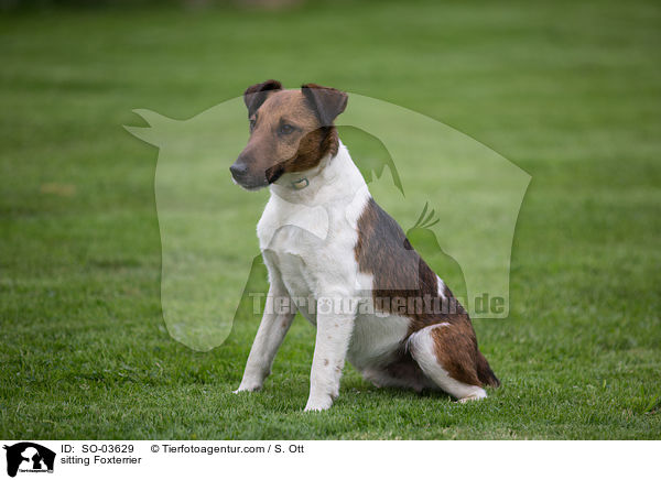 sitzender Foxterrier / sitting Foxterrier / SO-03629