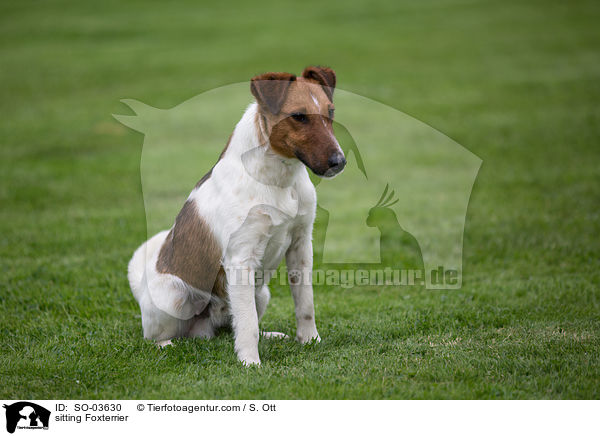 sitting Foxterrier / SO-03630