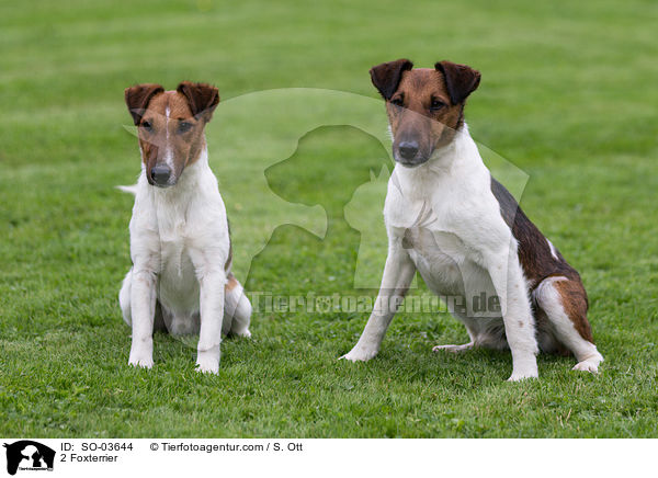 2 Foxterrier / SO-03644