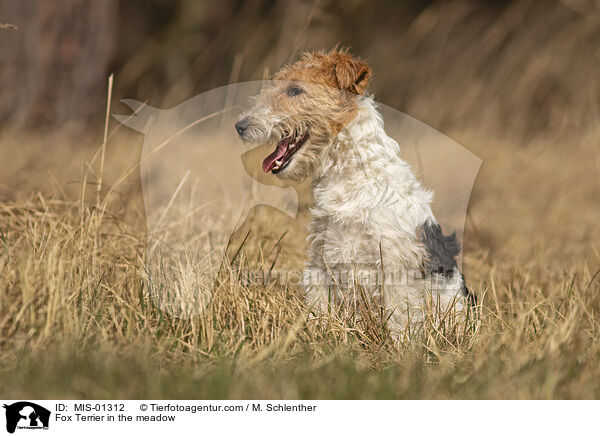 Foxterrier auf der Wiese / Fox Terrier in the meadow / MIS-01312