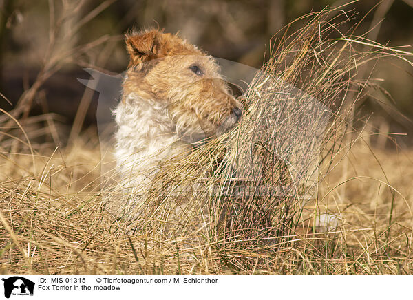 Fox Terrier in the meadow / MIS-01315