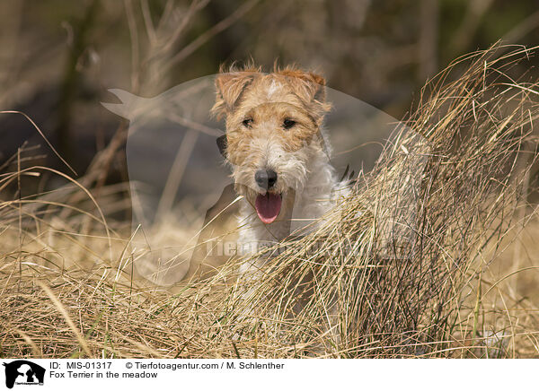 Foxterrier auf der Wiese / Fox Terrier in the meadow / MIS-01317