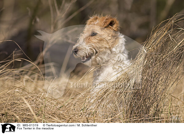 Foxterrier auf der Wiese / Fox Terrier in the meadow / MIS-01319