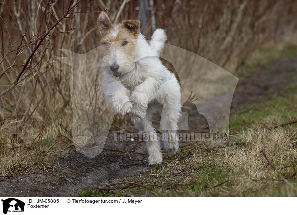 Foxterrier / JM-05885