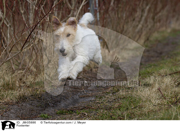 Foxterrier / JM-05886