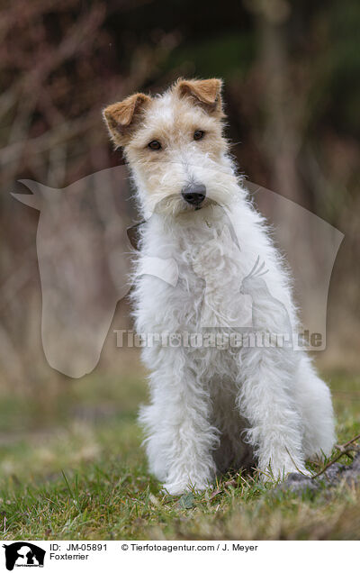 Foxterrier / Foxterrier / JM-05891
