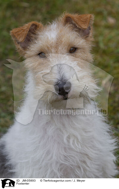 Foxterrier / Foxterrier / JM-05893