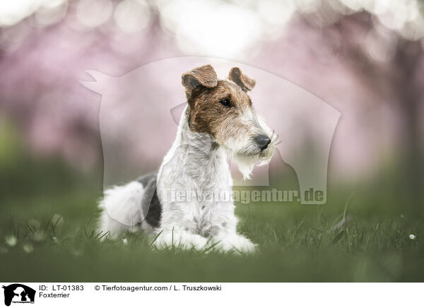 Foxterrier / Foxterrier / LT-01383