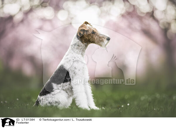 Foxterrier / LT-01384