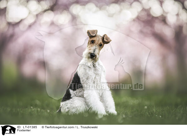 Foxterrier / Foxterrier / LT-01385