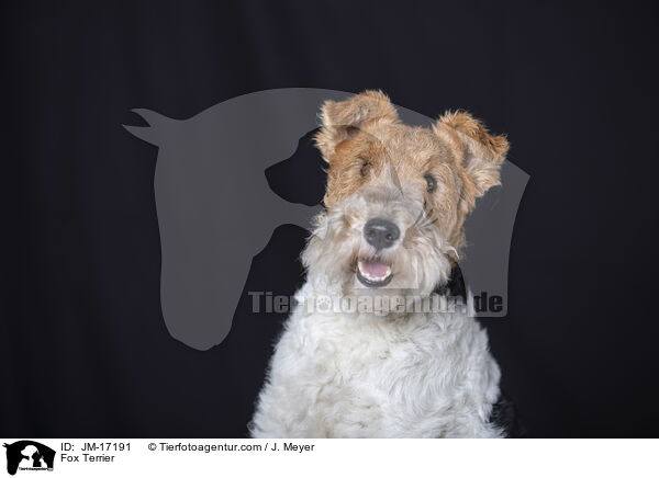 Foxterrier / Fox Terrier / JM-17191