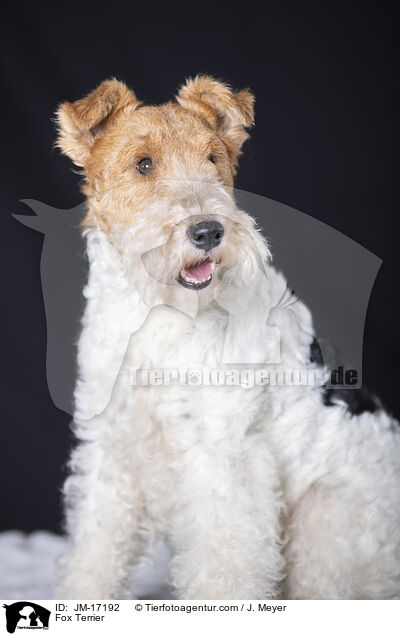 Fox Terrier / JM-17192