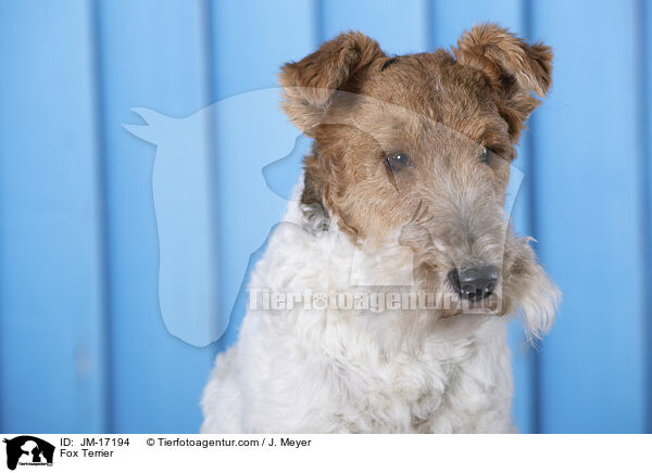 Foxterrier / Fox Terrier / JM-17194