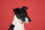 Fox Terrier Portrait