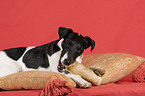 Foxterrier with bone