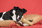 Foxterrier with bone