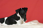 Fox Terrier